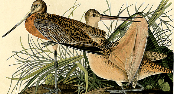 While many admire the beauty of John James Audubon’s prints from The Birds of America, the artist’s graceful writing style is perhaps less well-known. “As the tide rises it approaches the shores, and betakes itself to the wet savannahs,” Audubon writes about the Great Marbled Godwit, pictured above. The print is on display in the Hillman Library’s ground-floor Audubon Exhibit Case.