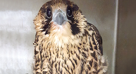 The sudden death of “Silver,” the lone peregrine falcon chick born on top of the Cathedral of Learning in May, evoked tears and a flurry of tender texts and emails among his followers. Bloggers and fans alike were glued to the National Aviary’s FalconCam, watching Silver’s experienced mother, Dorothy, nurture and feed him around the clock. Ultimately, health concerns prompted Silver’s move to the Animal Rescue League Shelter & Wildlife Center for monitoring and rehabilitation. Weight loss and breathing problems preceded his July 20 death in a Cleveland emergency clinic, where he had been rushed to see a national avian specialist. “It is with heavy hearts that we must share the news of the passing of the peregrine falcon we accepted from the Cathedral of Learning,” the ARL Wildlife Center posted on its Web site that day. “May the peregrine’s spirit fly, free of the burdens that plagued him during his short life.” 