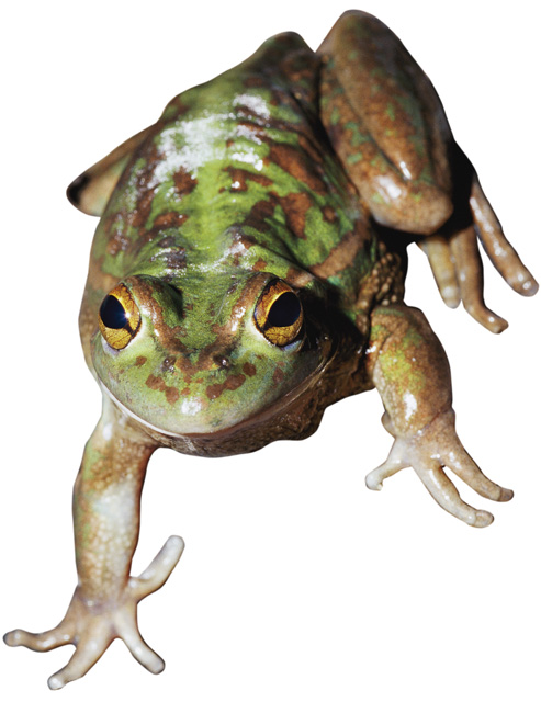 full-color-leopard-frog.jpg