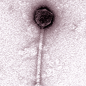 Bacteriophage