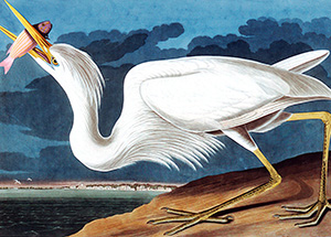 Great White Heron