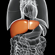 Liver