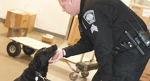Officer Riggs, one of Pitt’s beloved canine cops, retired Jan. 22, after working for 9 ½ years at the University alongside his human partner, Pitt Police Sgt. Dave Nanz. The police dog’s skills include bomb sniffing, and he played an instrumental role during a series of campus bomb threats in 2012. Throughout his Pitt career, Riggs also performed bomb-sniffing duties at other community locations when needed. Joining the force early this month will be Officer Sam, a German short-haired pointer, who is 18 months old. He, too, will partner with Sgt. Nanz. As for Riggs, he is living permanently with the Nanz family—and will always have a place at Sgt. Nanz’ side. (Photo by Emily O'Donnell)