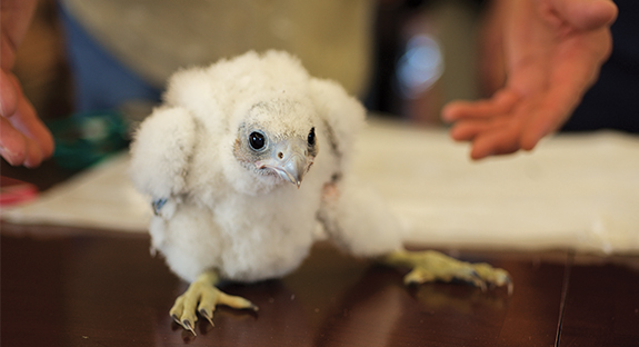 On a recent warm morning, Pitt’s newest falcon chick had an entire room of news reporters and wildlife officials watching it with adoration. The chick—this year’s sole offspring of longtime peregrine parents, Dorothy and E2—received his first health exam on May 29. A Pennsylvania Game Commission wildlife biologist gently snatched the chick from its box (nest) that rests outside the Cathedral of Learning’s 40th floor. A University veterinarian examined the bird, concluding that it was developmentally delayed yet robust enough to return to the nest. The vet laid the chick on its back, spurring the bird to immediately flip itself over, evoking actual cheers from the crowd. Encore, encore … your fans await your first flight. (Photo by Emily O'Donnell)