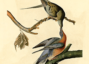 American Passenger Pigeon