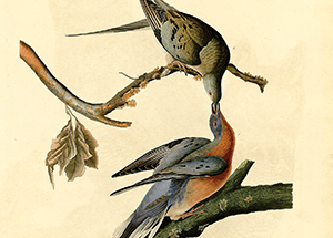 Audubon