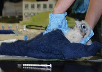 Falcon-chick "ALL THIS FOR A BIRD BAND?" Four peregrine falcon chicks received a health checkup on May 19 after being cautiously removed from their nest on the 40th floor of the Cathedral of Learning. The three females and one male were brought inside, checked by a veterinarian, and found to be healthy. The birds also were banded so they can be monitored and tracked throughout their lives. The checkup and banding were overseen by officials from the Pennsylvania Game Commission and the National Aviary, which created the Urban Peregrine Falcon Recovery Project in an effort to increase local peregrine falcon populations.