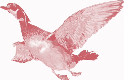 duck-red.jpg