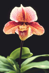 orchid1.jpg