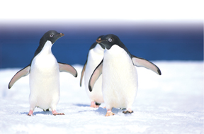 penguins_5-vig.jpg
