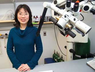 tiu Engineering healthy neural tissue is one approach to restoring brain-directed functions. To grow such tissue, Tracy Cui, a Pitt professor of bioengineering, and other Pitt scientists are seeding electrically conductive polymer scaffolds (below) with neural stem cells. The hope is that once the scaffold is implanted, electrical current can be used to coax the stem cells into becoming neurons or other cells necessary to restore lost brain activity.