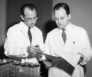 The Pitt research team’s Jonas Salk (left) and Julius Youngner at work on the vaccine developed at Pitt in the 1950s. 